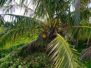 ココナツヤシの木